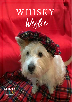 Introducing Georgie Girl, our Whisky Westie!