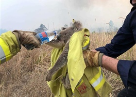 Fundraiser for Australian Wildlife & Wildfire Victims